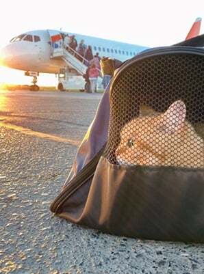 Pet Travel Consultation at Paws & Claws, best veterinary hospital in Kathmandu, Nepal