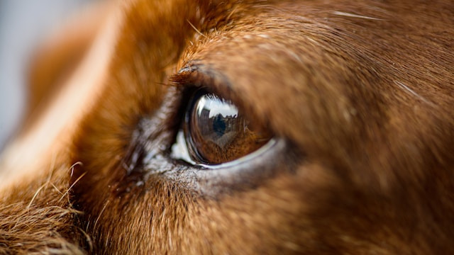 Ophthalmology (Eye Care) at Paws & Claws, best veterinary hospital in Kathmandu, Nepal