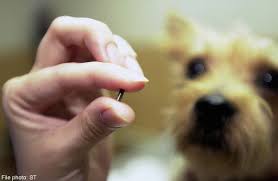 paws-1